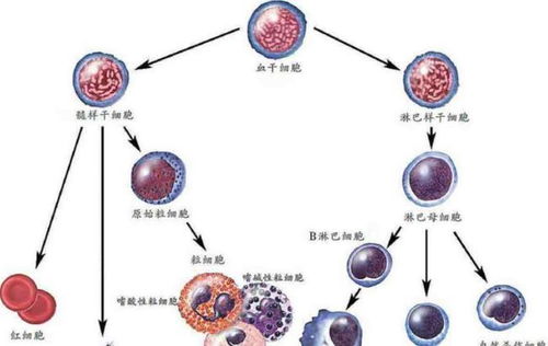 白血病無(wú)傳染性，家屬為何仍需佩戴口罩？深入解析人體干細(xì)胞技術(shù)的應(yīng)用